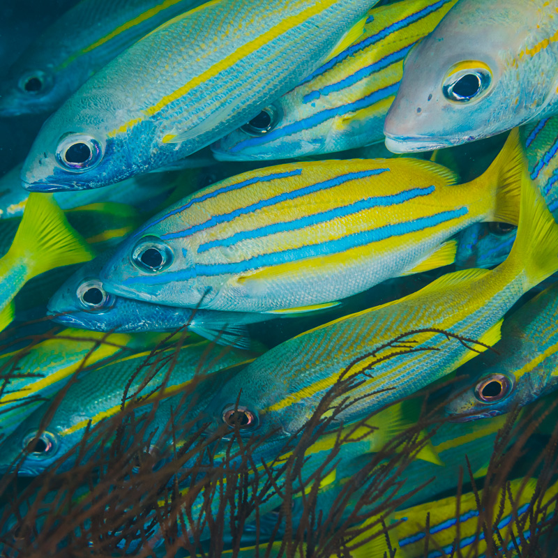 Poissons tropicaux